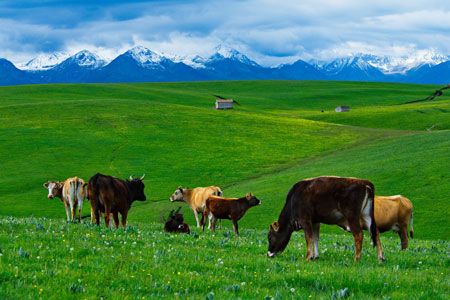 魅力北疆15日經典環游之旅